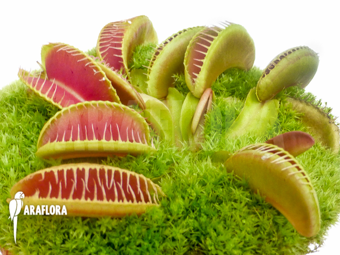 Dionaea muscipula Arasmile