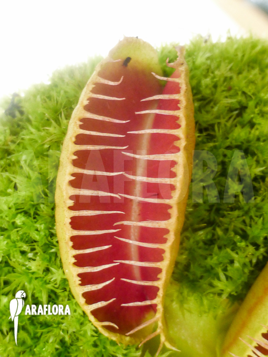 Dionaea muscipula Arasmile