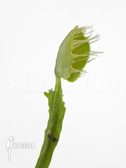 Dionaea muscipula ‘Australian Cup’