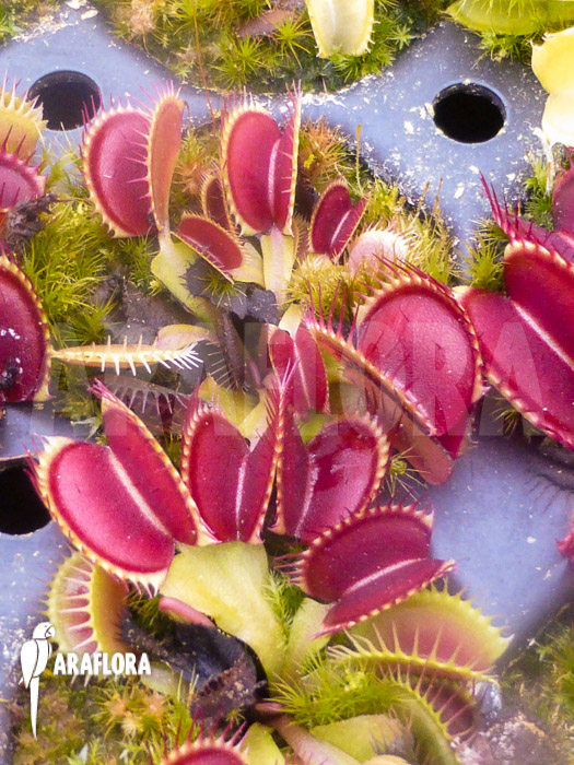 Dionaea muscipula ‘B-52’
