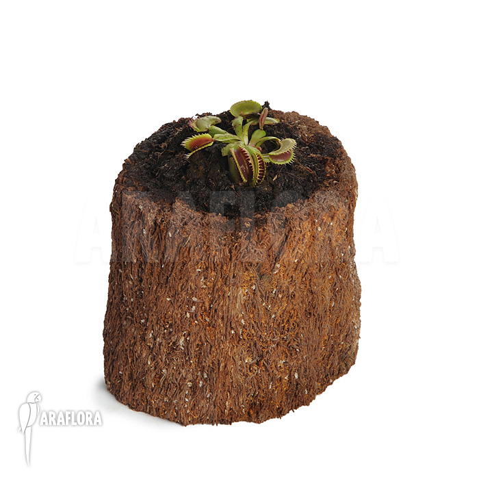 Dionaea muscipula ‘Bitter moon’