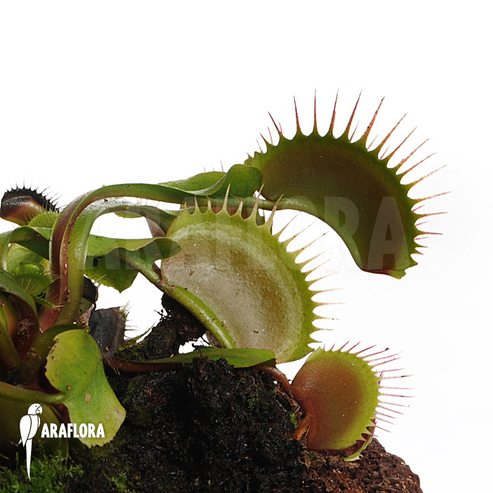 Dionaea muscipula ‘Bronco’
