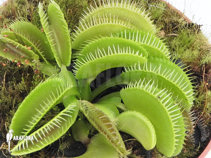 Dionaea muscipula ‘Cluster traps’ ‘L’