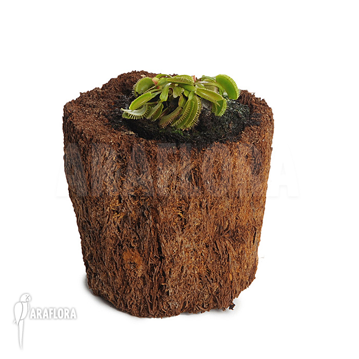 Dionaea muscipula ‘Cluster traps’ ‘M’