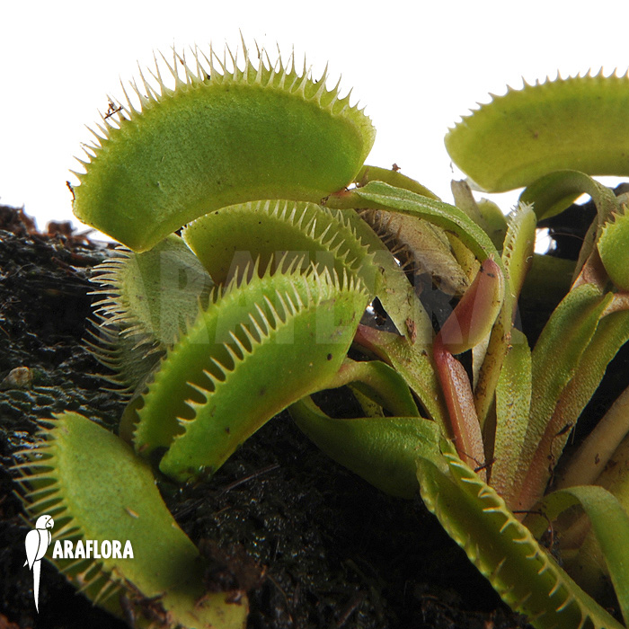 Dionaea muscipula ‘Cluster traps’ ‘M’