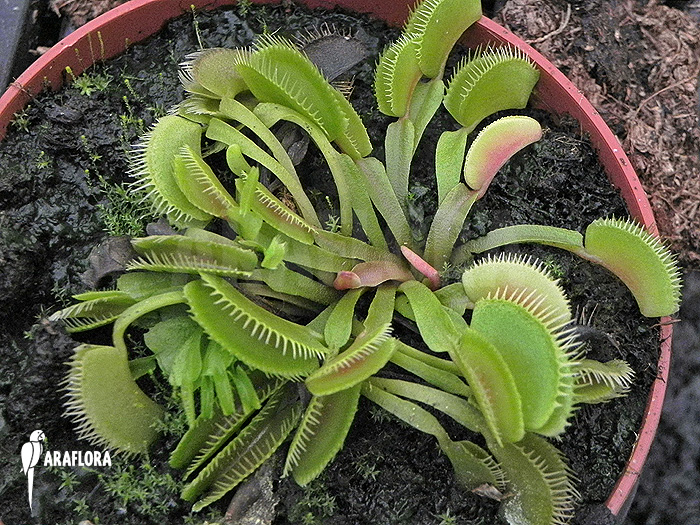 Dionaea muscipula ‘Cluster traps’ ‘M’