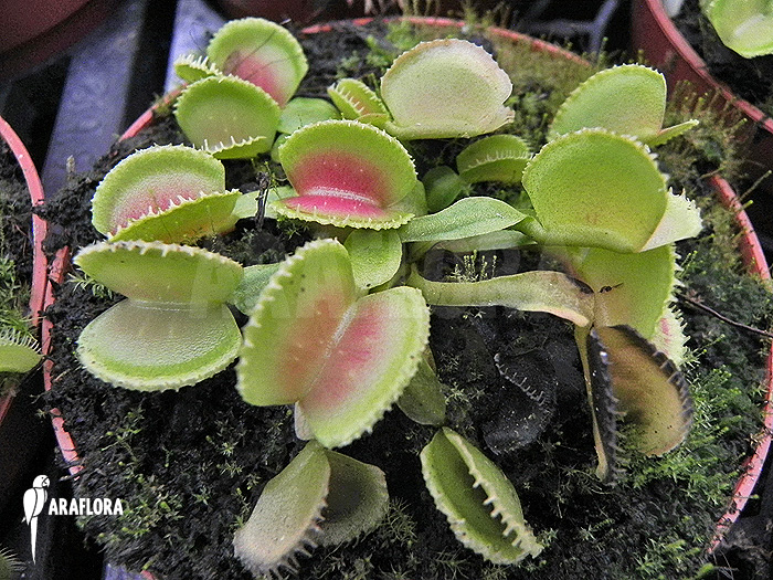 Dionaea muscipula ‘Cracker’
