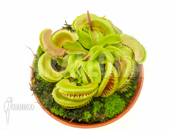 Dionaea muscipula ‘Crested Jaws Smiley’