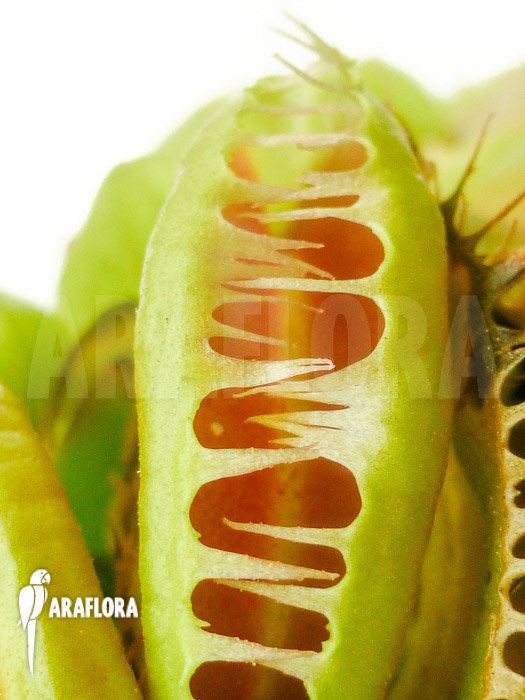 Dionaea muscipula ‘Crested Jaws Smiley’