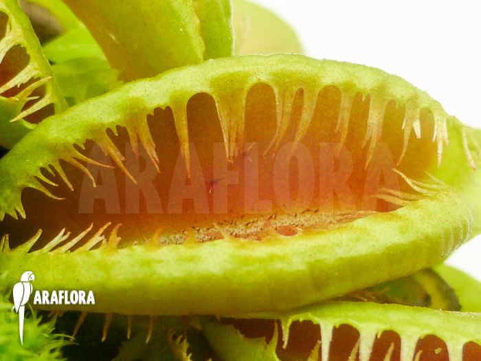 Dionaea muscipula ‘Crested Jaws Smiley’