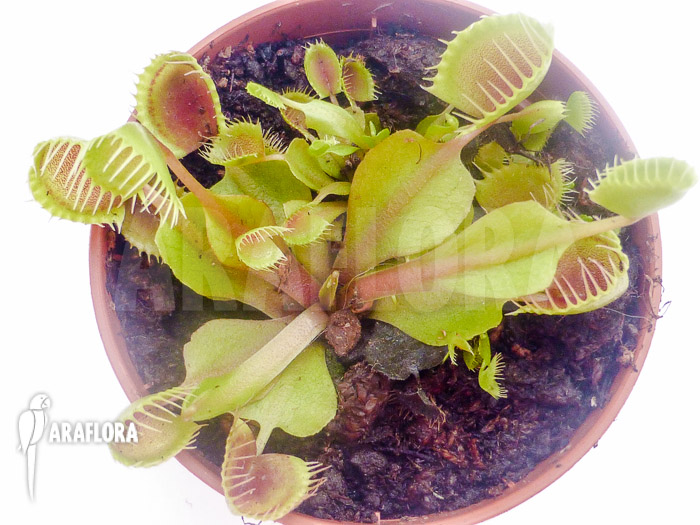 Dionaea muscipula ‘Cup trap’