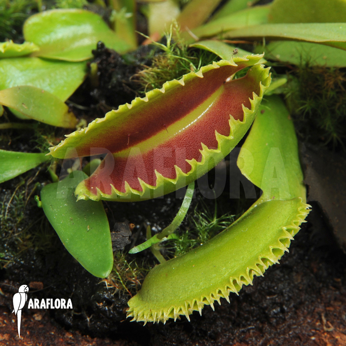 Dionaea muscipula ‘Dentate’