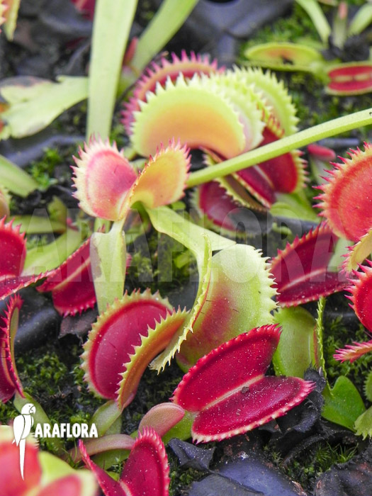 Dionaea muscipula ‘Dentate’ Starter