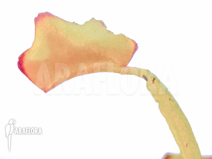 Dionaea muscipula Diamond Ace