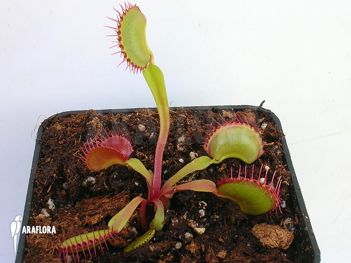Dionaea muscipula ‘Dingley giant’