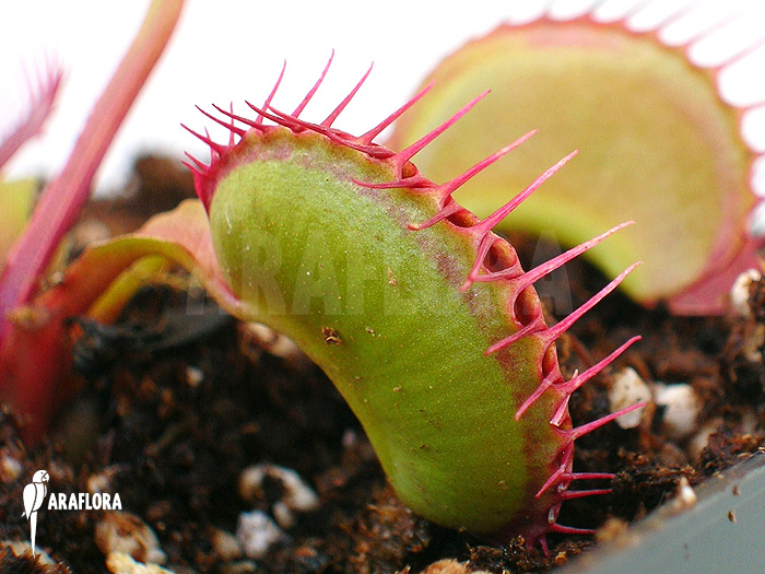 Dionaea muscipula ‘Dingley giant’