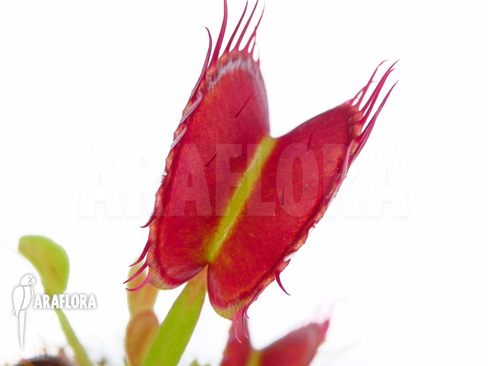Dionaea muscipula ‘Dingley giant’