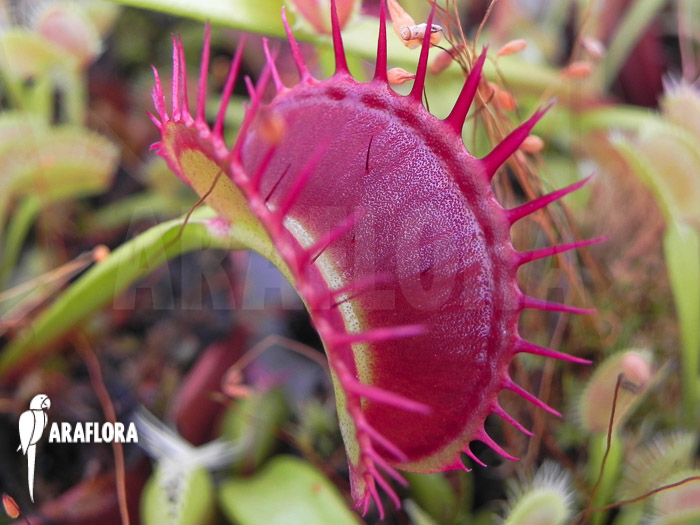 Dionaea muscipula ‘Dingley giant’