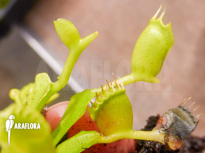 Dionaea muscipula Double trouble