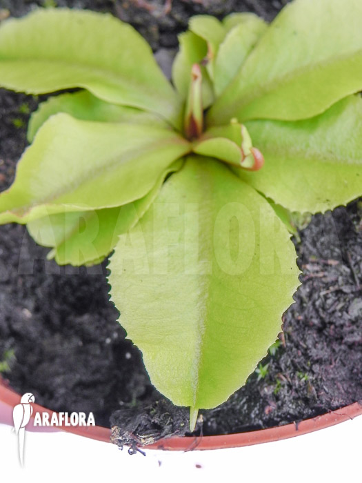 Dionaea muscipula ‘Dr Jos’