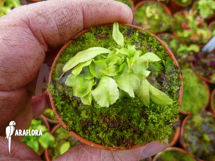 Dionaea muscipula ‘Dr No Trap’
