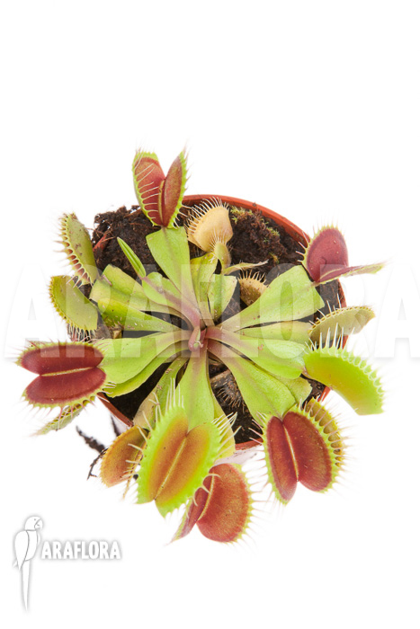 Dionaea muscipula ‘Flexx’