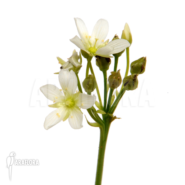 Flower Dionaea muscipula