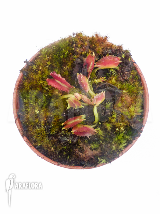Dionaea muscipula Freaky Star Starter