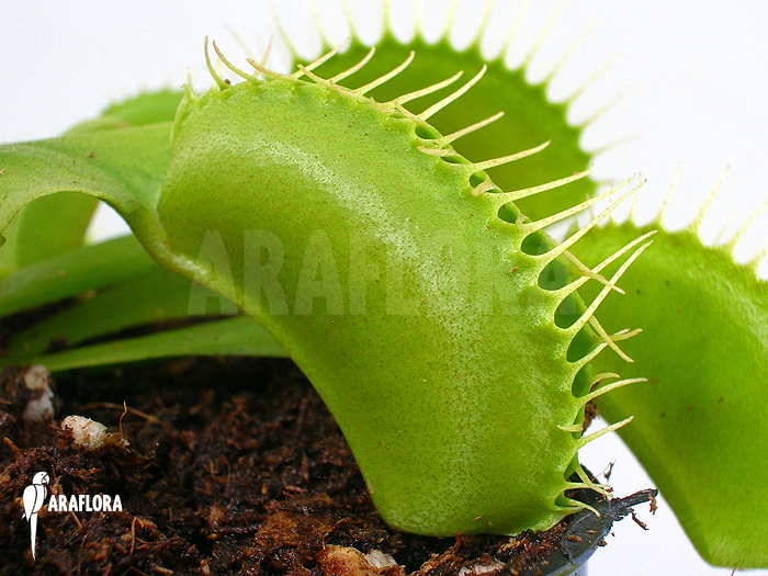 Dionaea muscipula ‘G16 Slack’S giant’