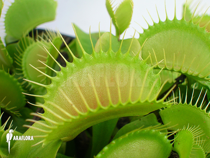 Dionaea muscipula ‘G16 Slack’S giant’