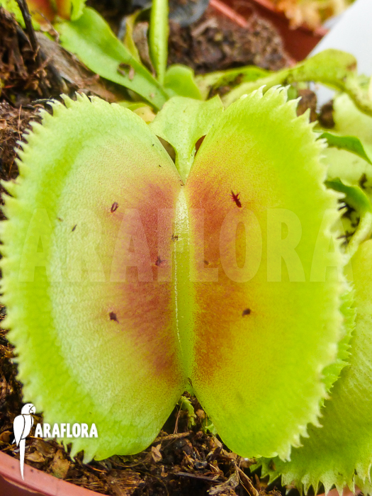 Dionaea muscipula Giant clam