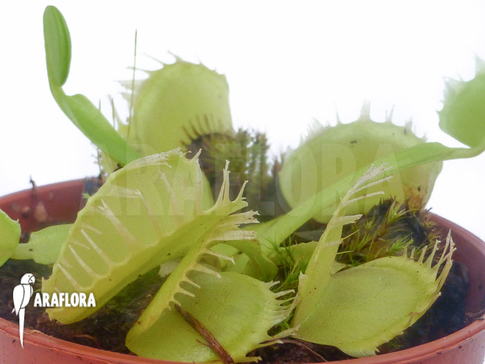 Dionaea muscipula Green dog