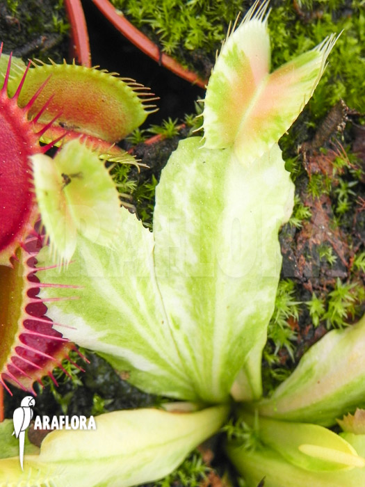 Dionaea muscipula ‘Green snow’