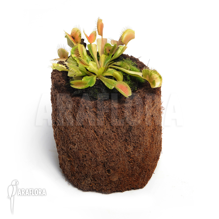 Dionaea muscipula ‘Green snow’