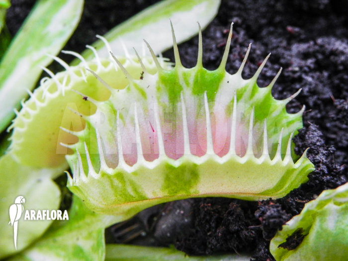 Dionaea muscipula ‘Green snow’