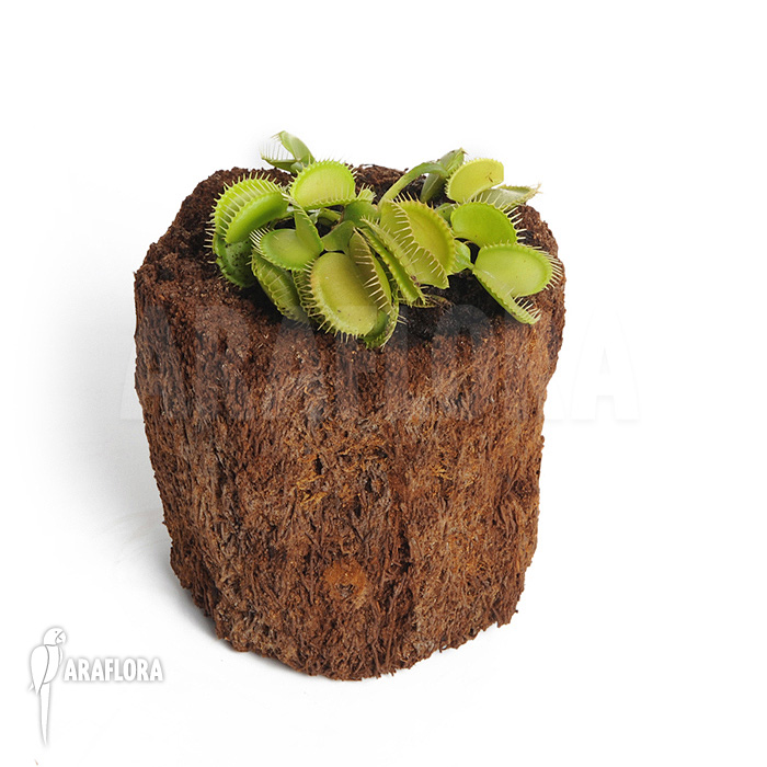 Dionaea muscipula ‘Green voodoo’