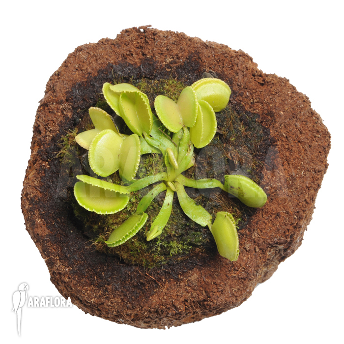 Dionaea muscipula ‘Green wizard’