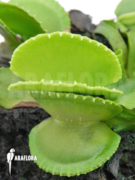 Dionaea muscipula ‘Green wizard’