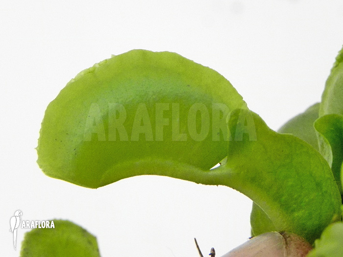 Dionaea muscipula ‘Green wizard’
