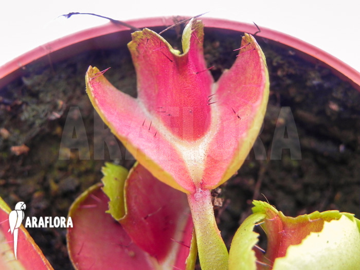 Dionaea muscipula ‘Heartbreaker’