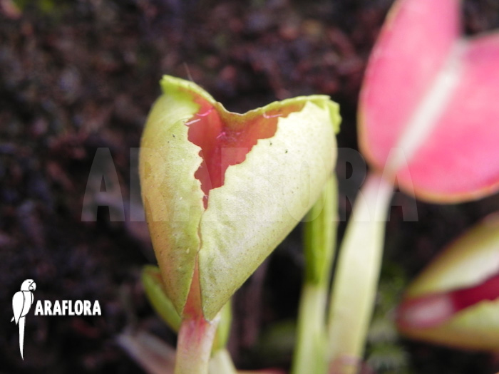 Dionaea muscipula ‘Heartbreaker’