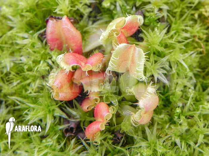 Dionaea muscipula ‘Hot kiss’ ‘Starter’