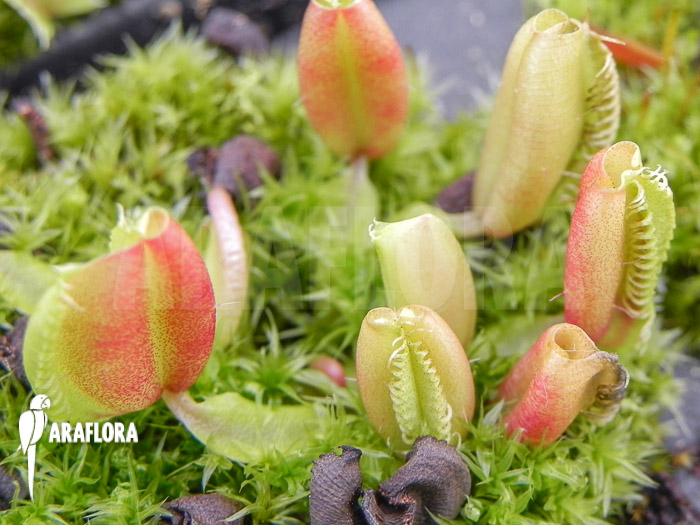 Dionaea muscipula ‘Hot kiss’ ‘Starter’