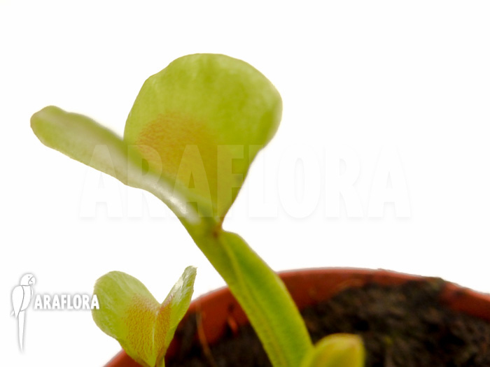 Dionaea muscipula ‘Hot kiss’ ‘Starter’