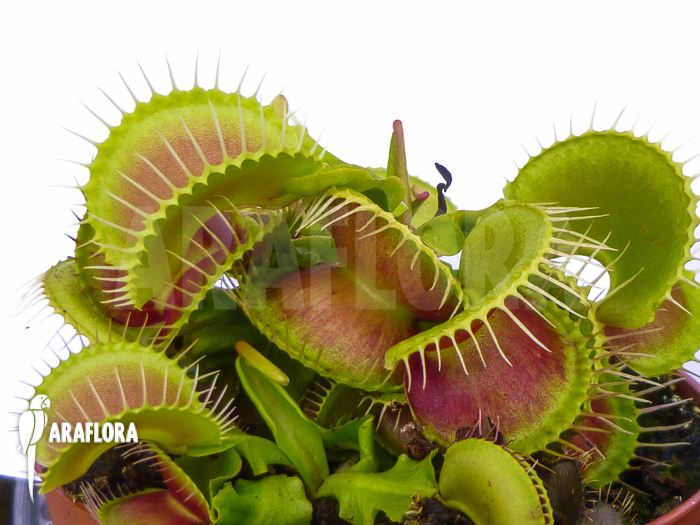 Dionaea muscipula hulk