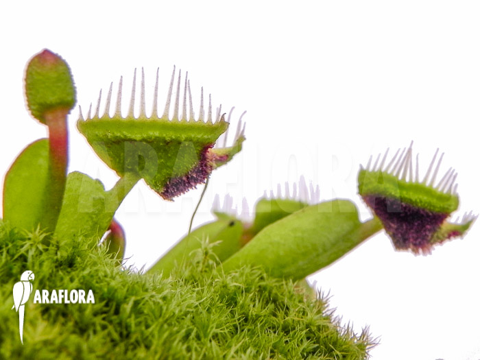 Dionaea muscipula ‘Intrudor’