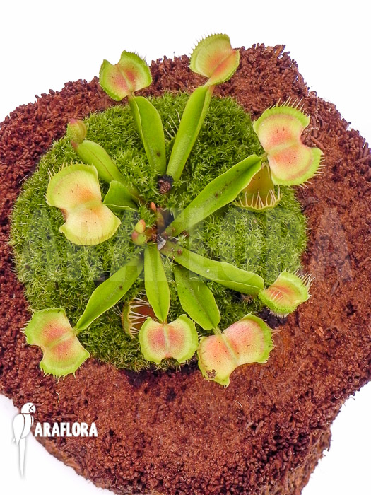 Dionaea muscipula ‘Intrudor’