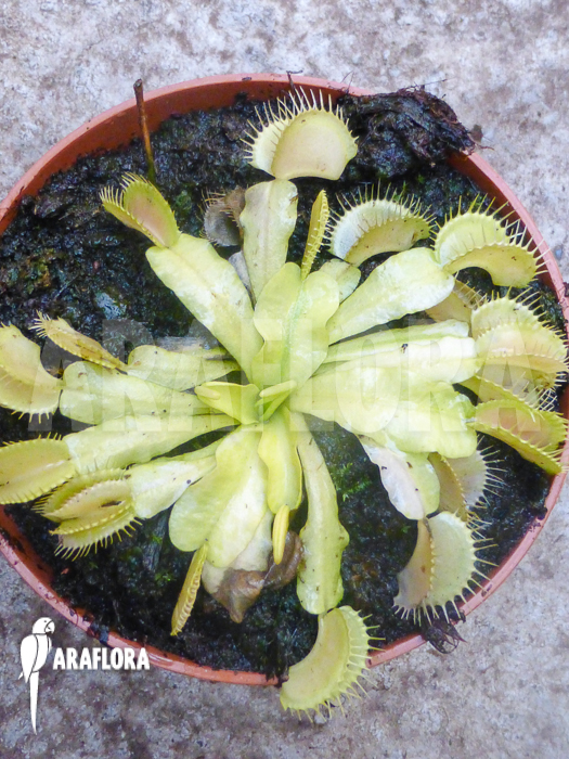 Dionaea muscipula Ivory