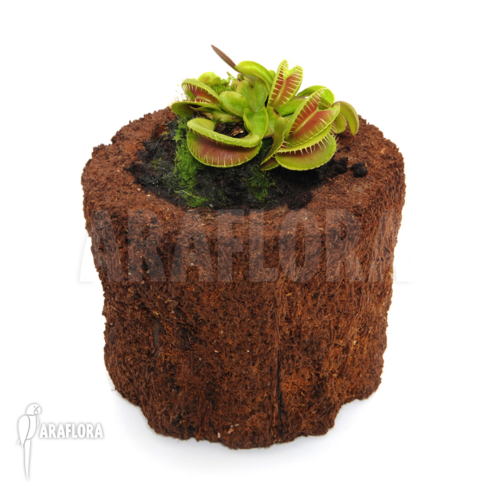 Dionaea muscipula ‘Jaws Smiley’