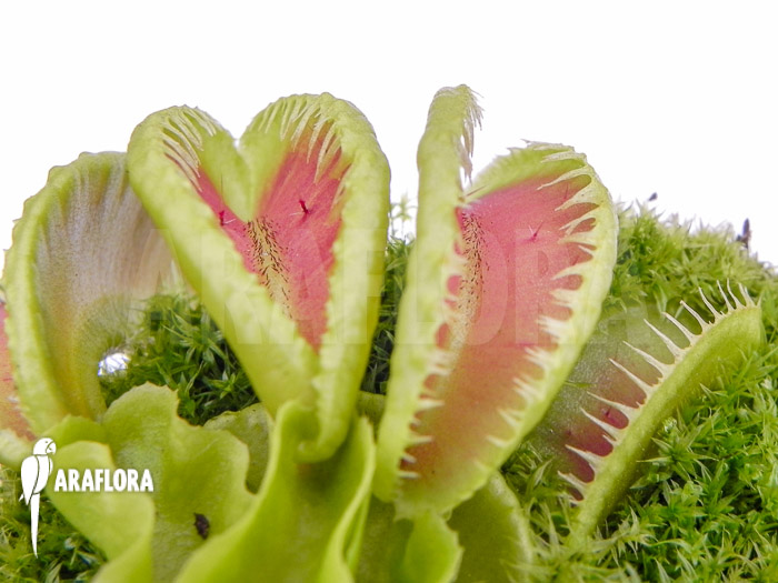 Dionaea muscipula ‘Jaws double smiley’